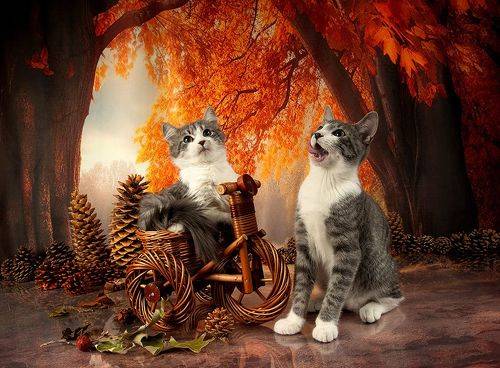 Autumn Kittens - Осение Котики