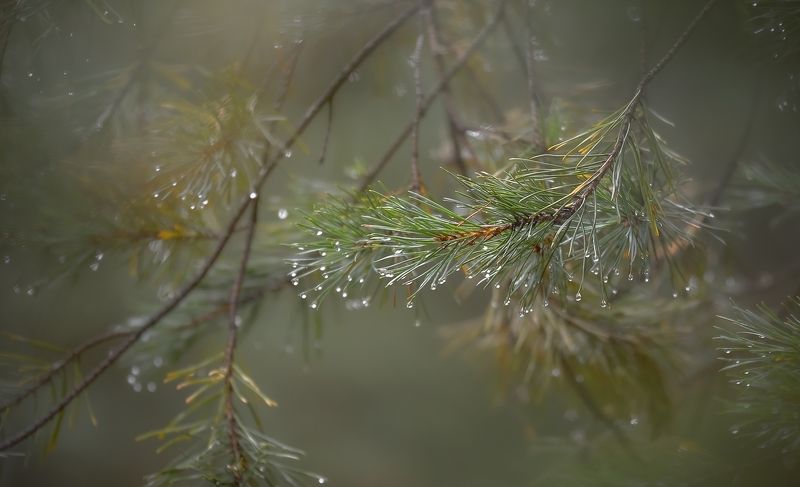 осень, дождь, ветви. сосны, капли, настроение, Октябрь фото превью