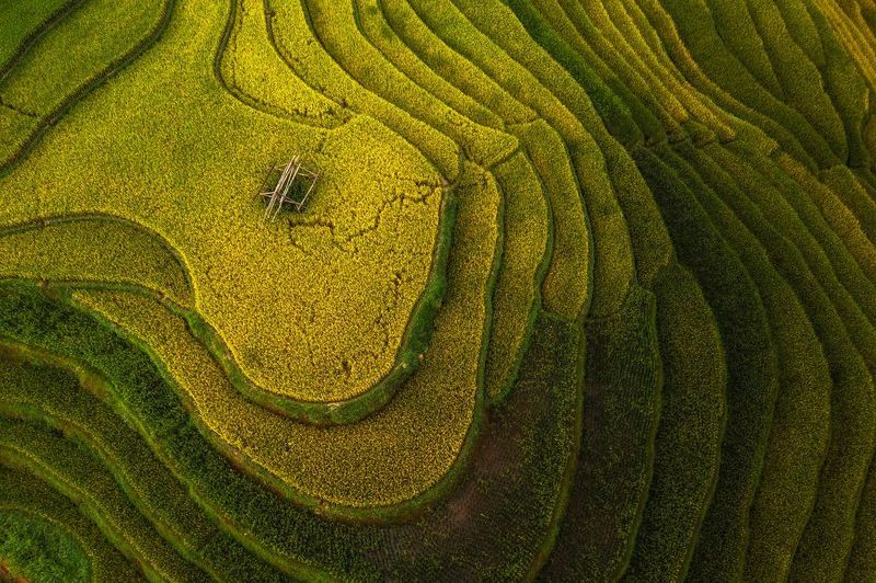 Rice Terraces фото превью