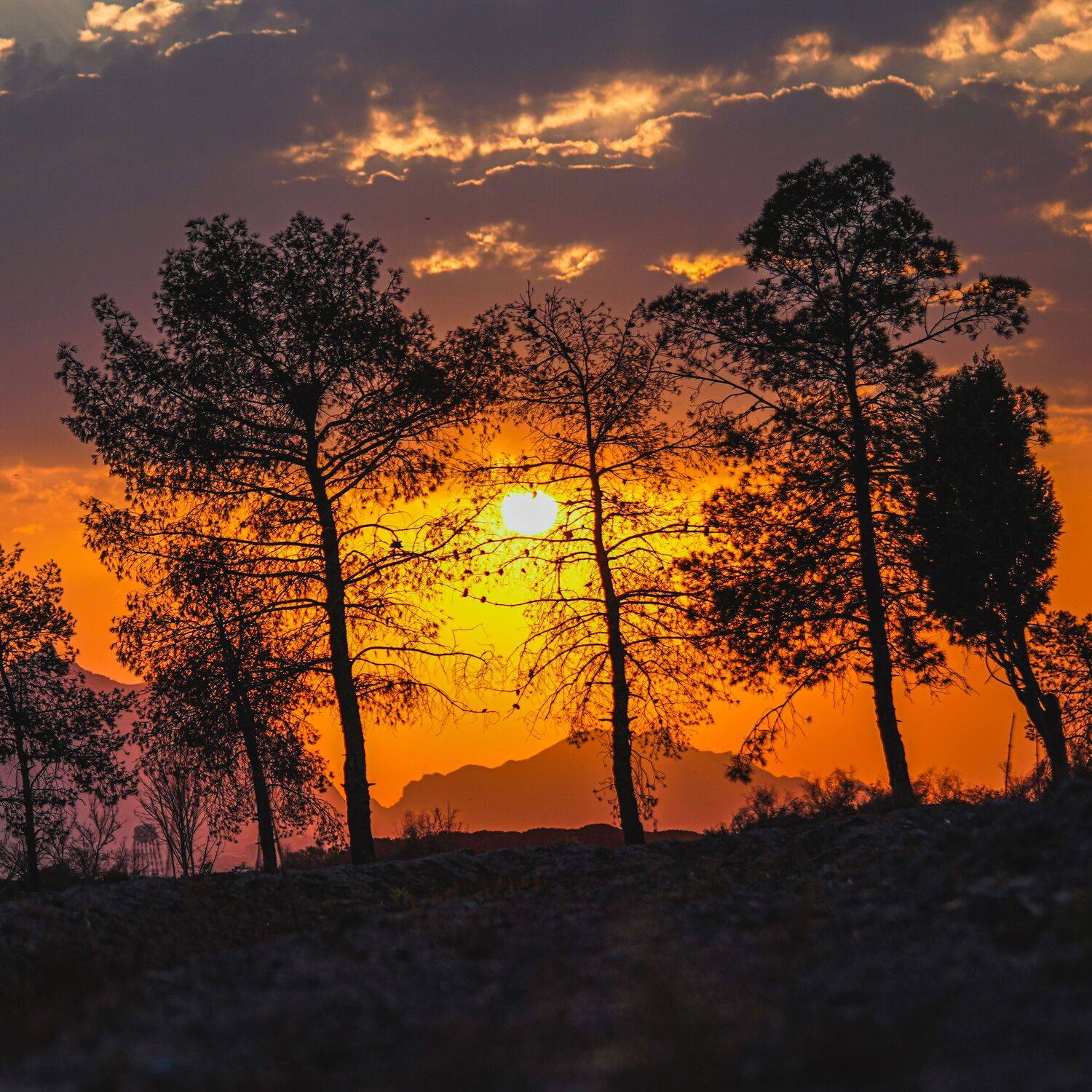 , kamran shirani