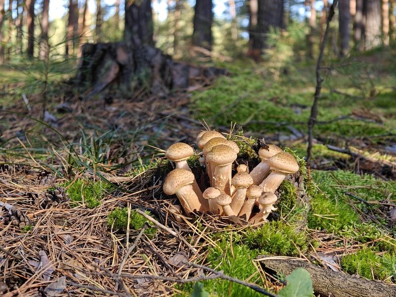 фото превью