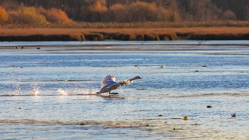 пруд, лебедь, осень, разбег На взлёт фото превью
