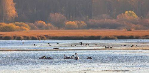Осенний пруд