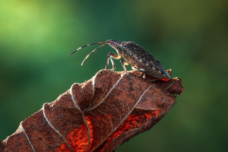 An autumn morning фото превью