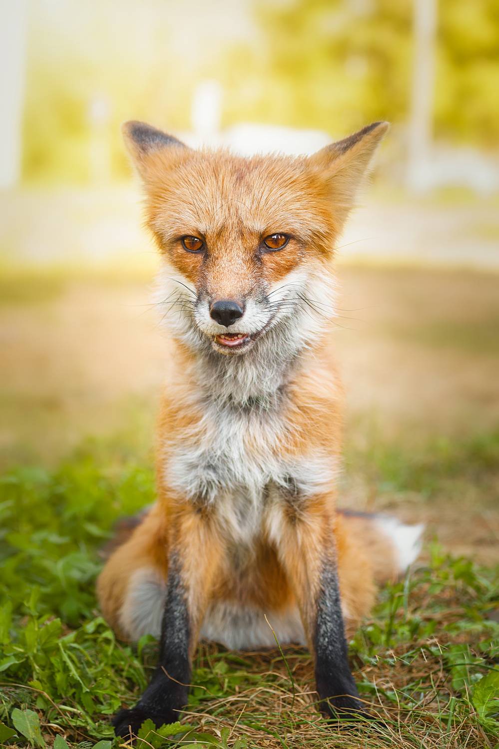 , Корнеев Алексей