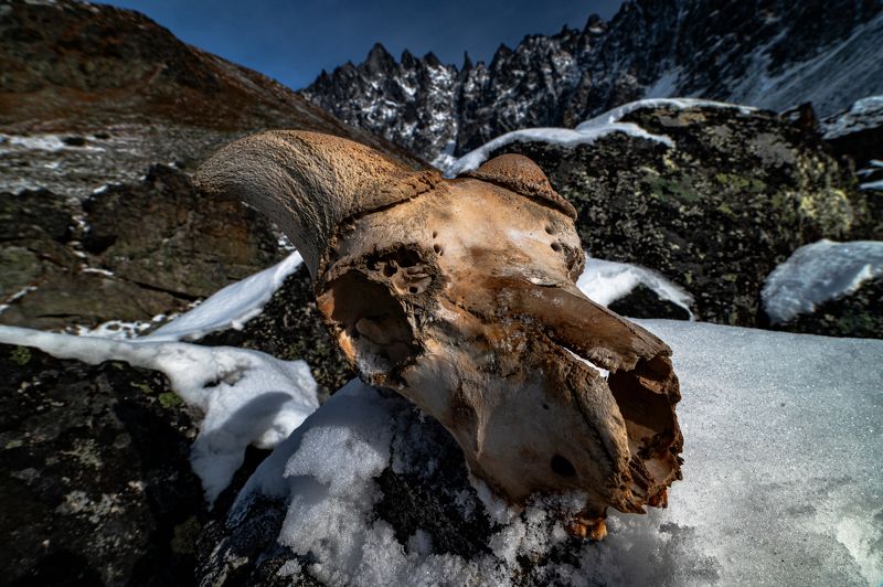 Остались от козлика ножки, да рожки  фото превью