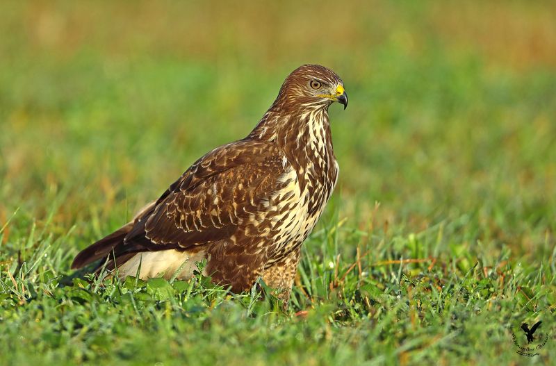 канюк Ранним утром. фото превью