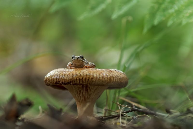 Сижу, никого не трогаю фото превью