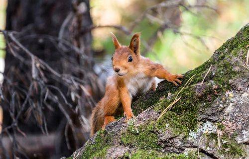 Рыжая шкода.