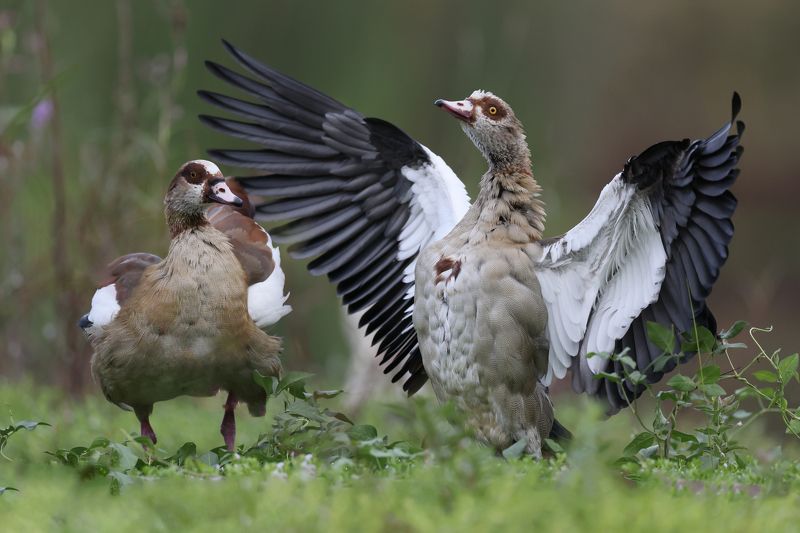 Egyptian gooses фото превью
