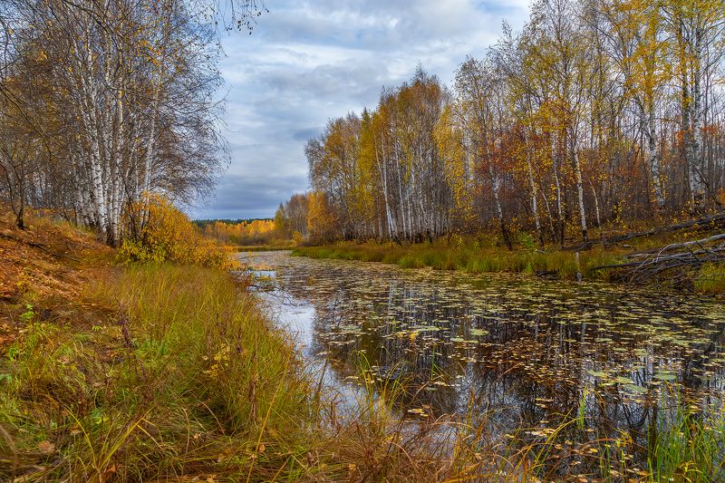 осень, озеро, берёзы, жёлтый, листопад, берега, трава. Золотой октябрь. фото превью
