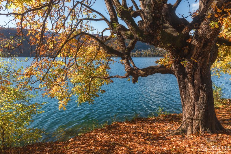 Сияние осени фото превью