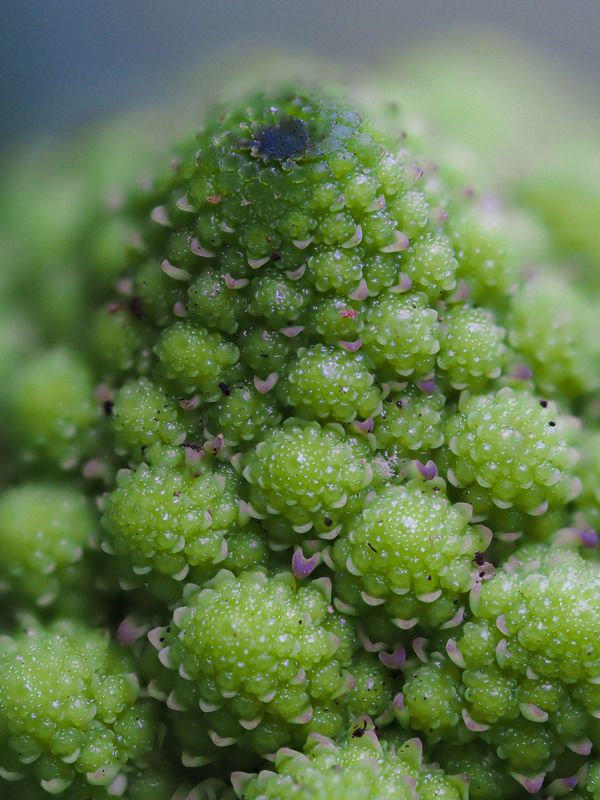 A macrocosm volcano \\ Вулкан макромира фото превью