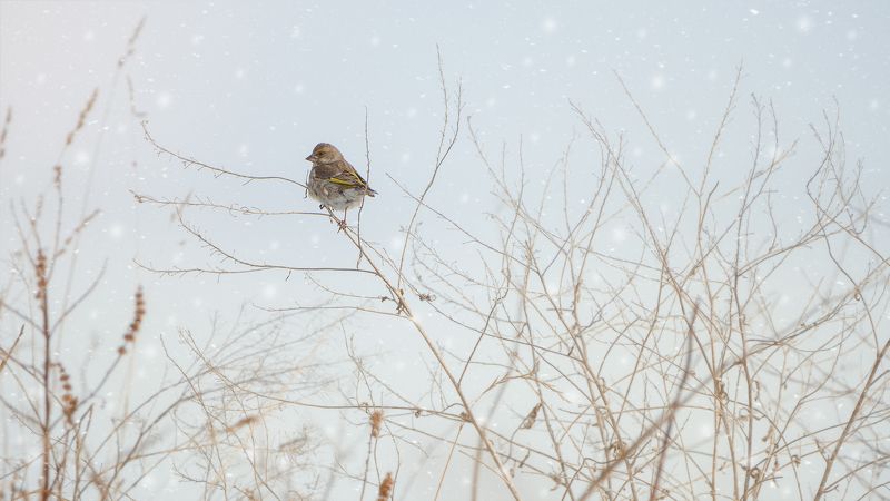 Little Bird фото превью