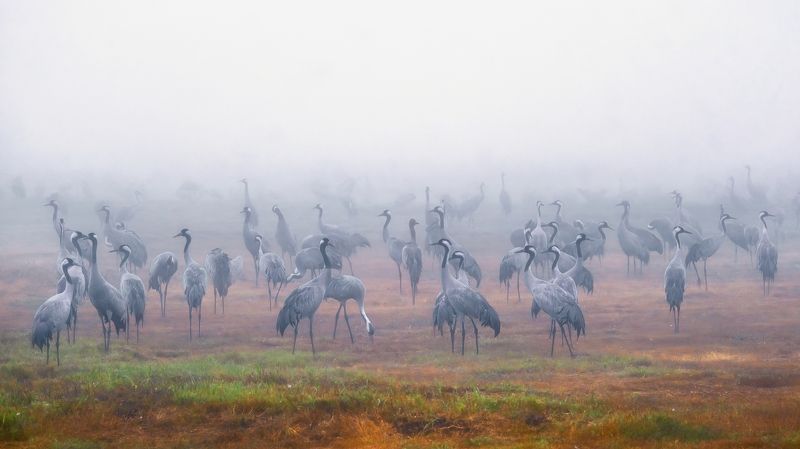 В тумане фото превью