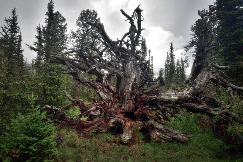 Чудище лесное фото превью