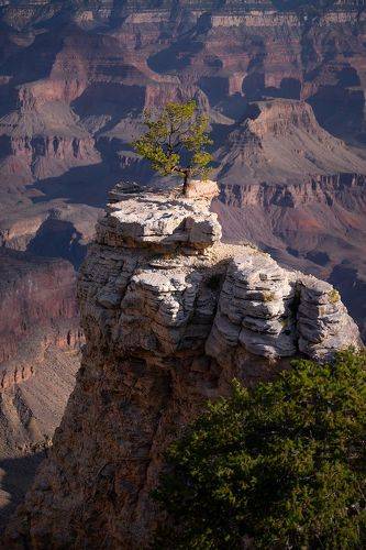 The King of the Rock