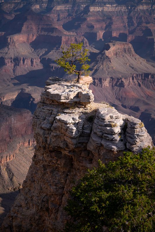grand canyon, Arizona, tree, rocks,  The King of the Rock фото превью