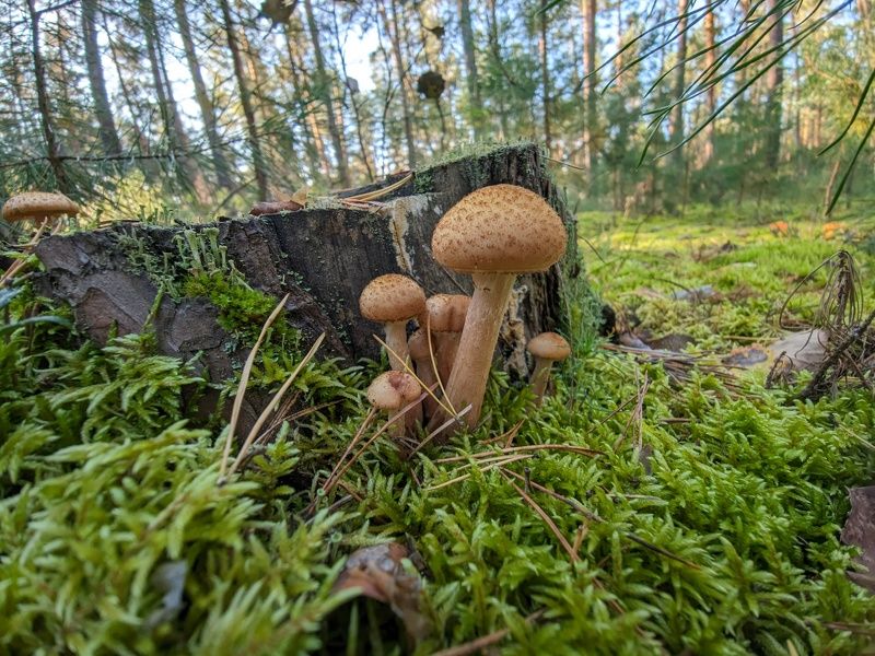 фото превью