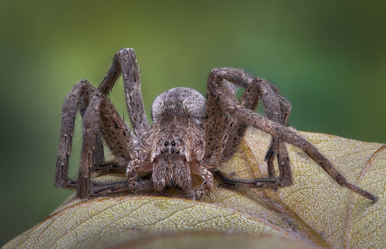 spider, animal, wild, insect, arachnid, leaf, macro,, Atul Saluja