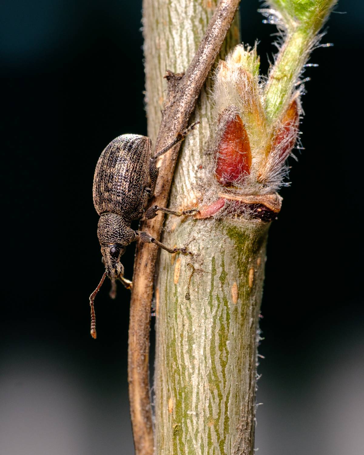 , Бодрягин Виталий