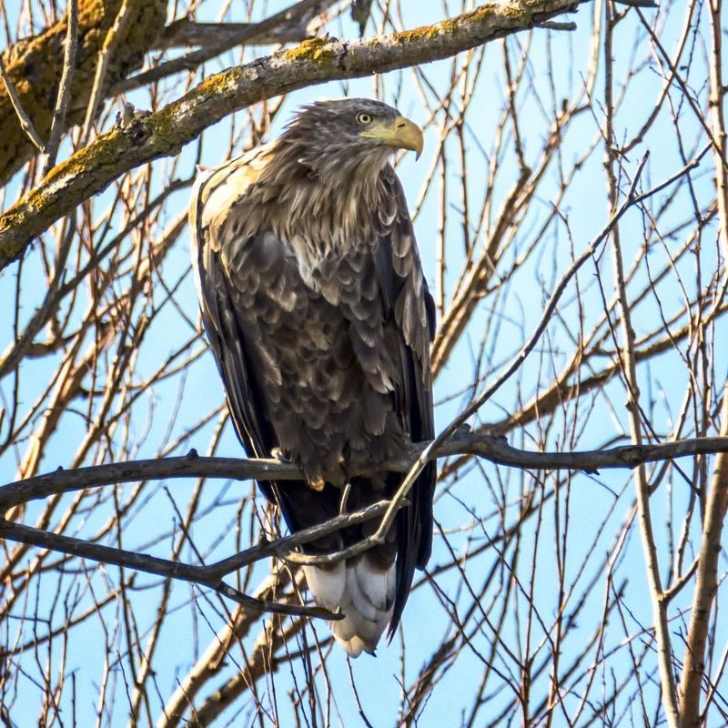 орлан белохвост, заповедник. Взгляд. фото превью