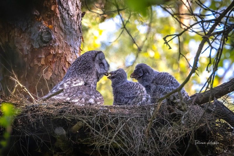 птицы Неясыть бородатая с птенцами. фото превью