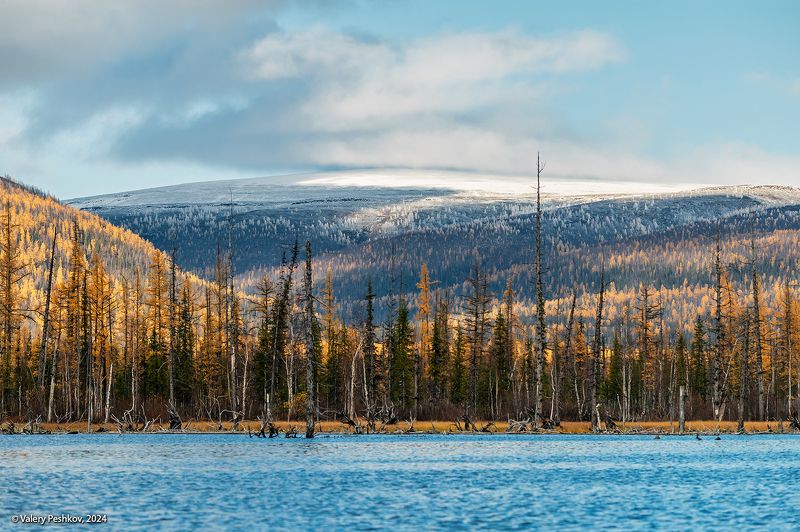 курейка, курейское водохранилище, плато путорана, предзимье, осень, зима, лиственницы, таймыр, заполярье, владимир коваль Зима, проба пера… фото превью