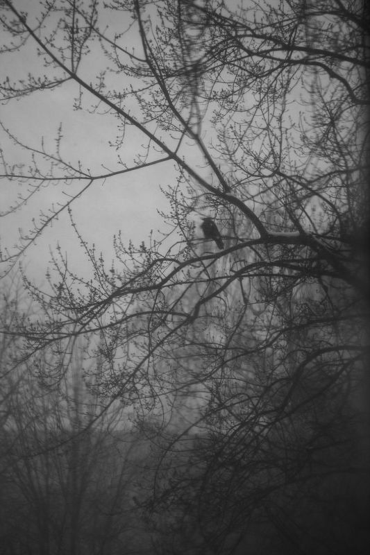 туман туман фото превью