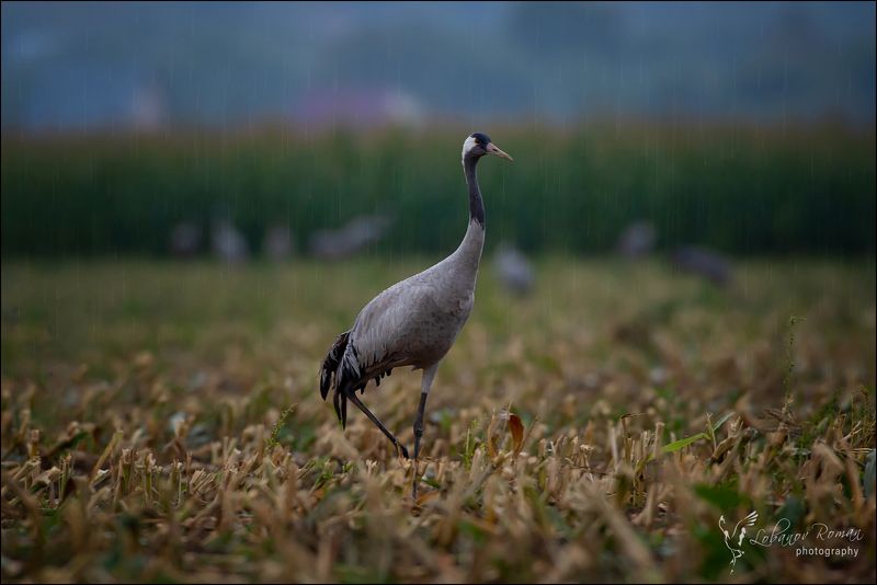 Дождливое утро на журавлиной родине фото превью