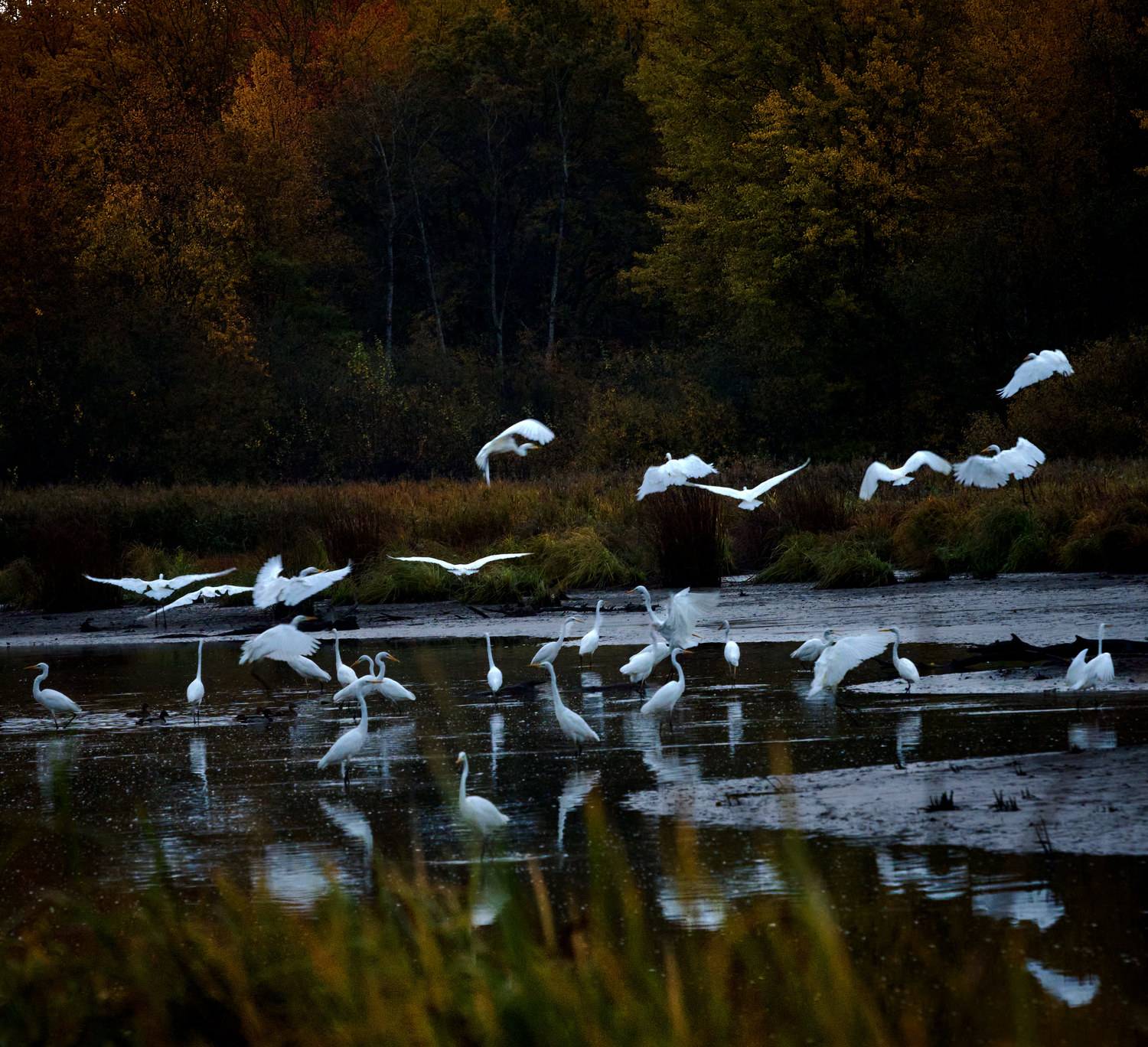 , Борис Дацковский