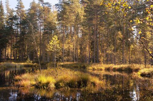 Солнечная Карелия