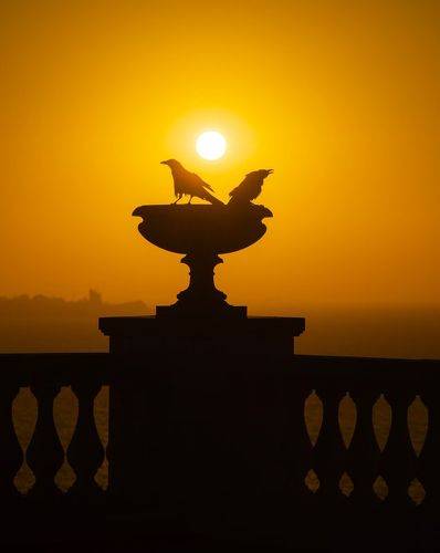 Весенние забавы Боспорских грачей.