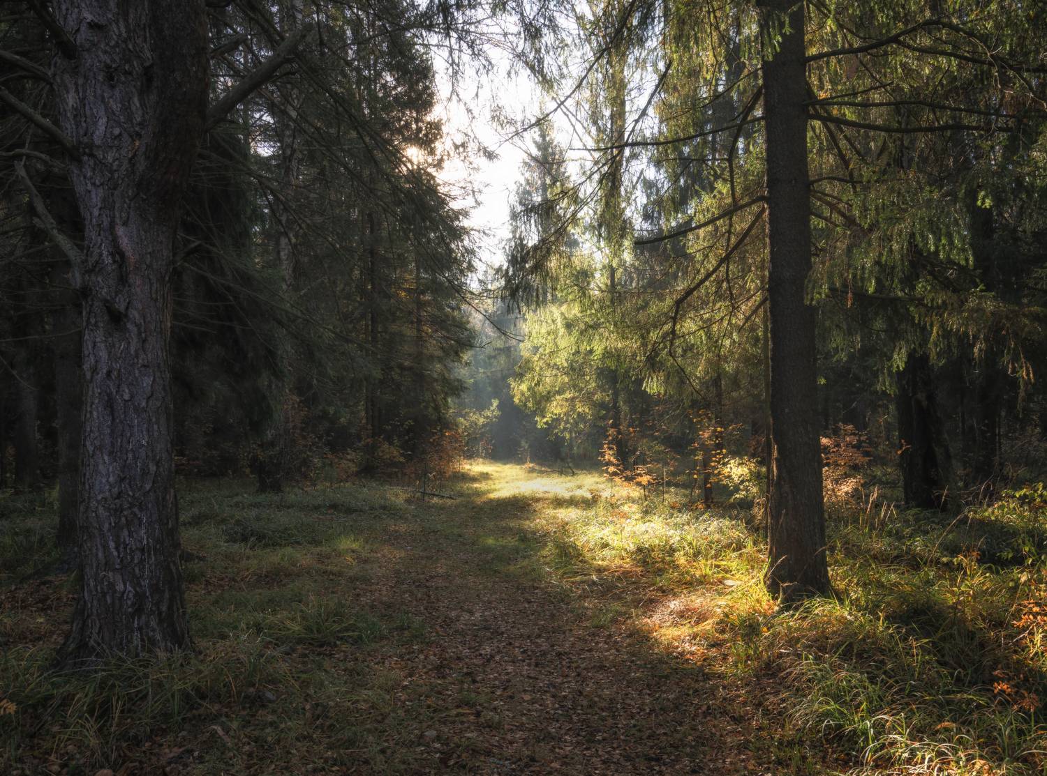 лес утро, Колесов Андрей