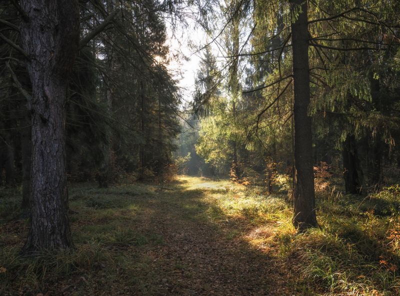 лес утро Утро в лесу фото превью