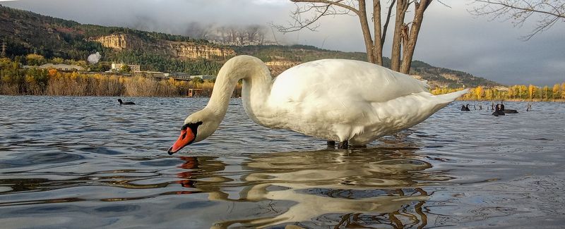 лебедь-шипун, кисловодск, осень, озеро Лебедь-шипун фото превью