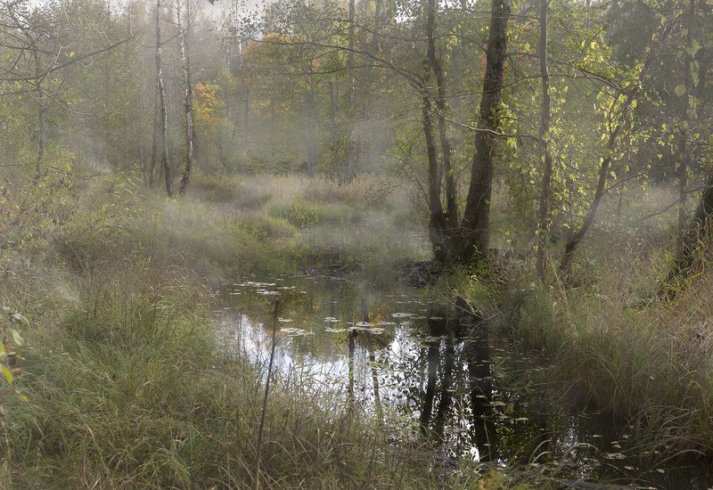 Затерянный в лесу фото превью