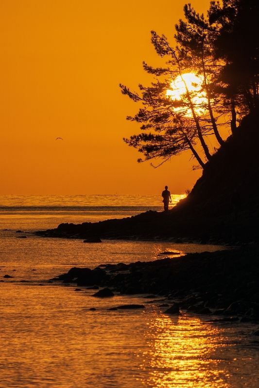 По пути к горизонту расплавленное солнце запуталось в сосновых ветвях. фото превью