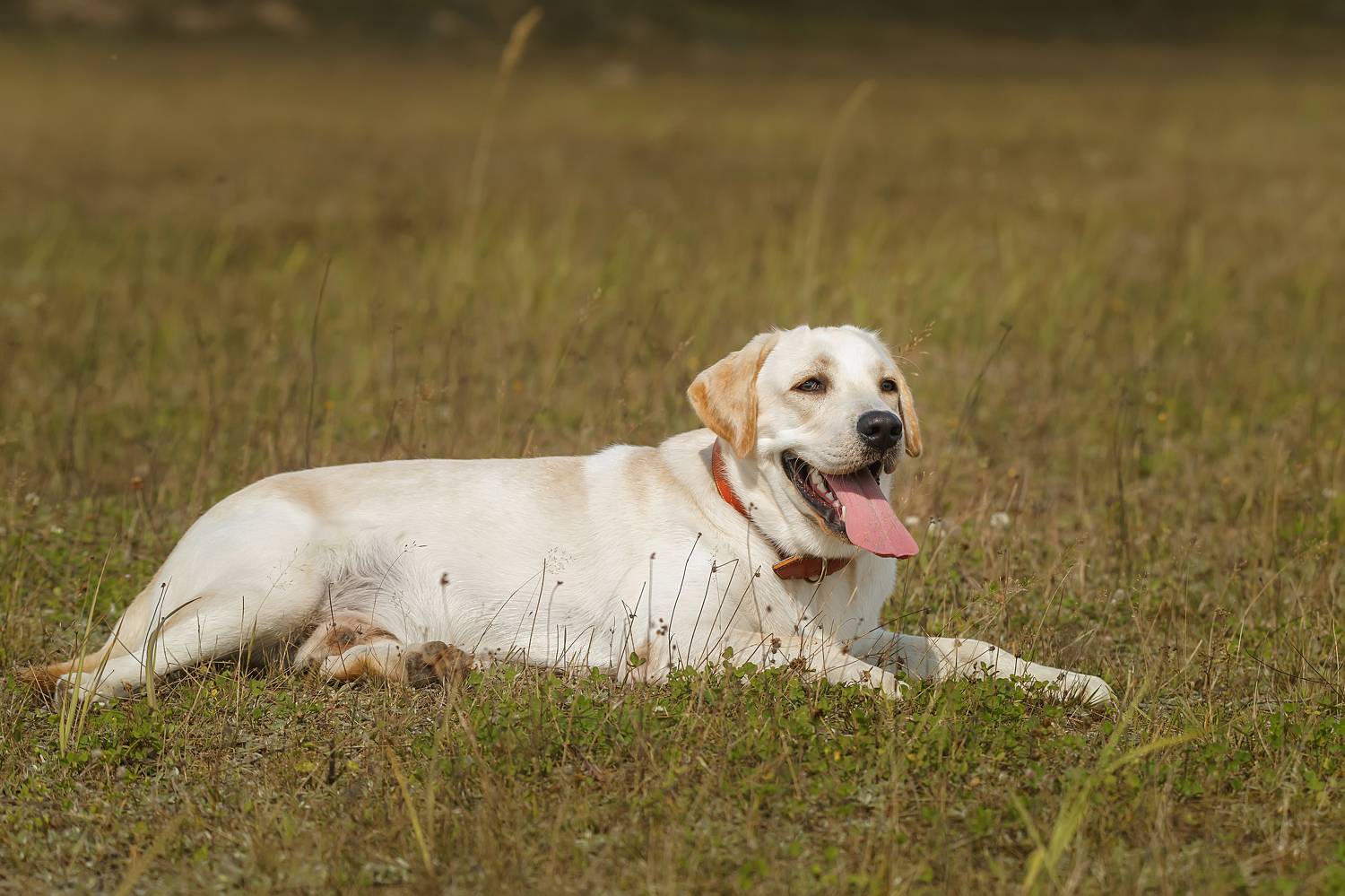 , Корнеев Алексей