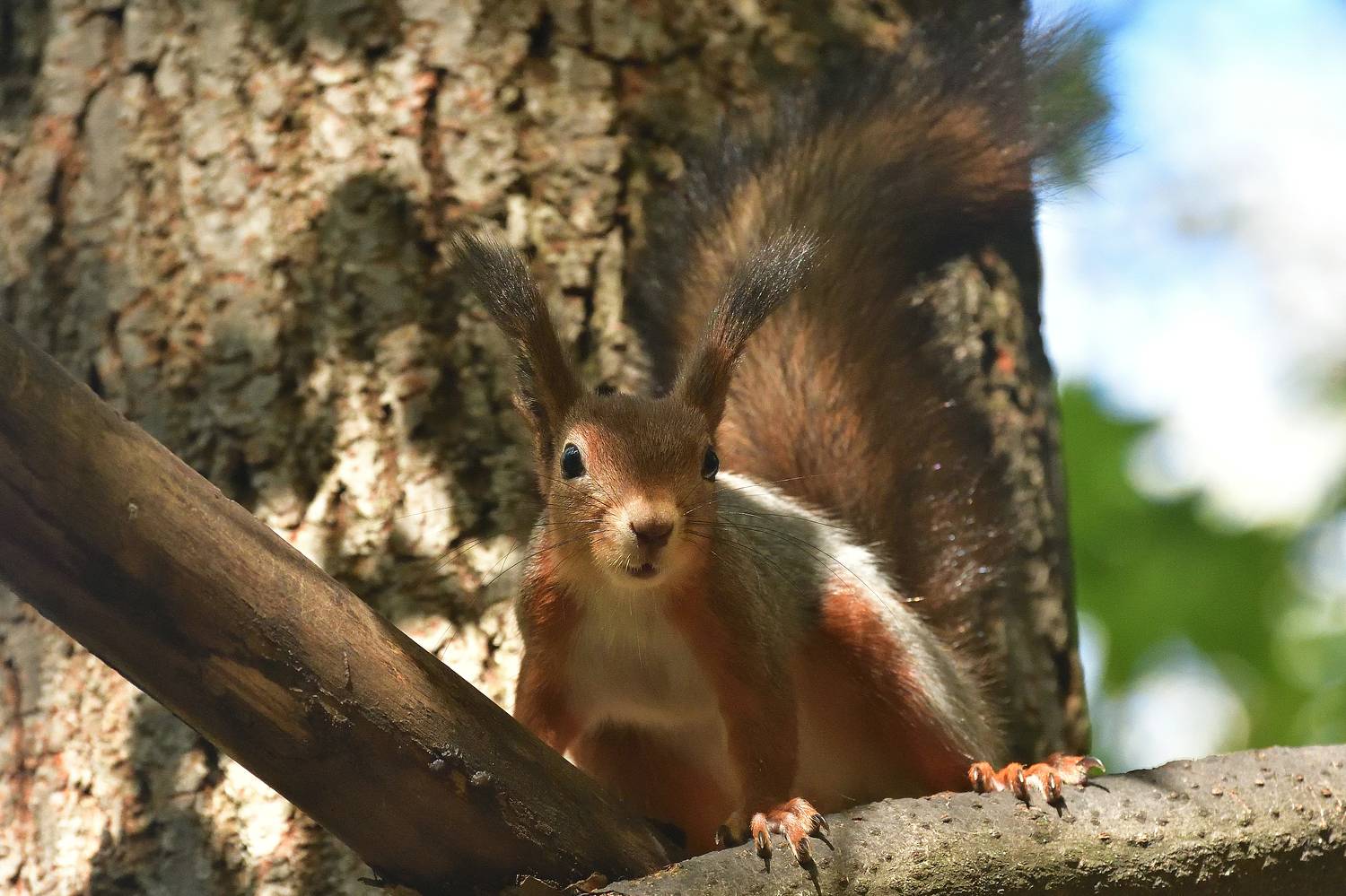 , Игорь Корнейчук