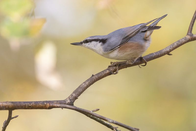 Птицы, Подмосковье *** фото превью