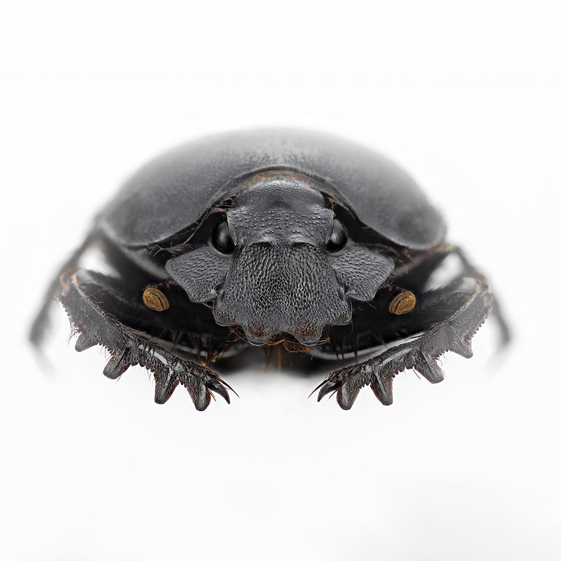 scarabaeus typhon Скарабей фото превью