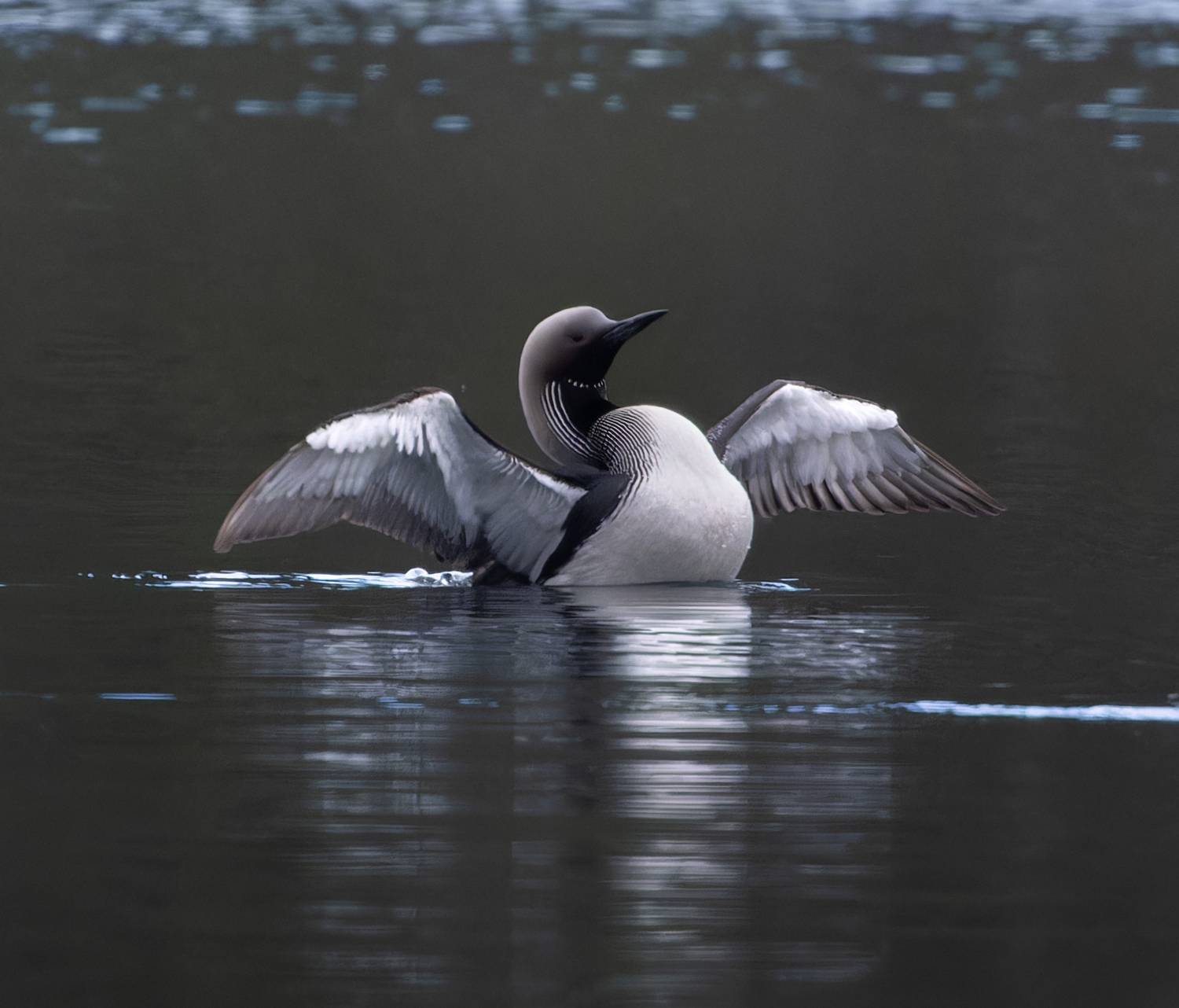гагара озеро птица водоплавающий, Светлана Холодняк