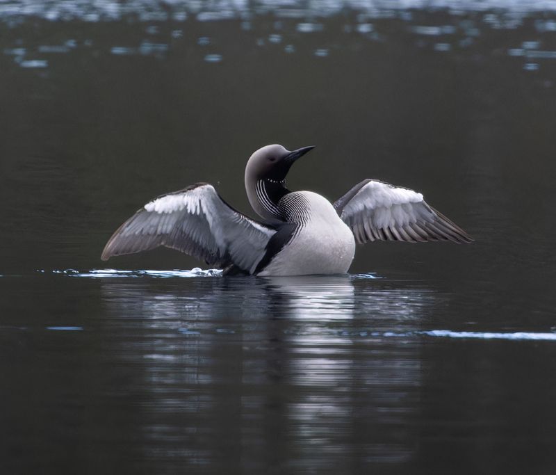 гагара озеро птица водоплавающий я - самый! фото превью