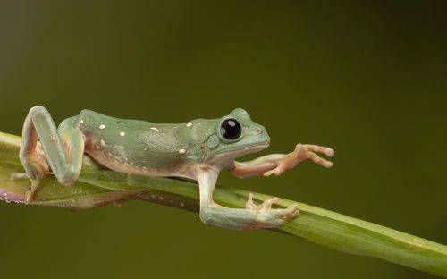 Mexican Leaf Frog