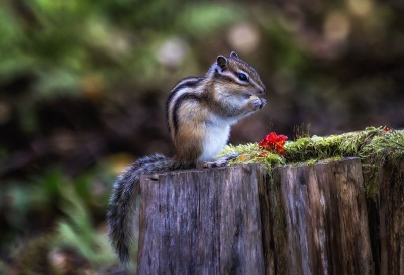 фото превью