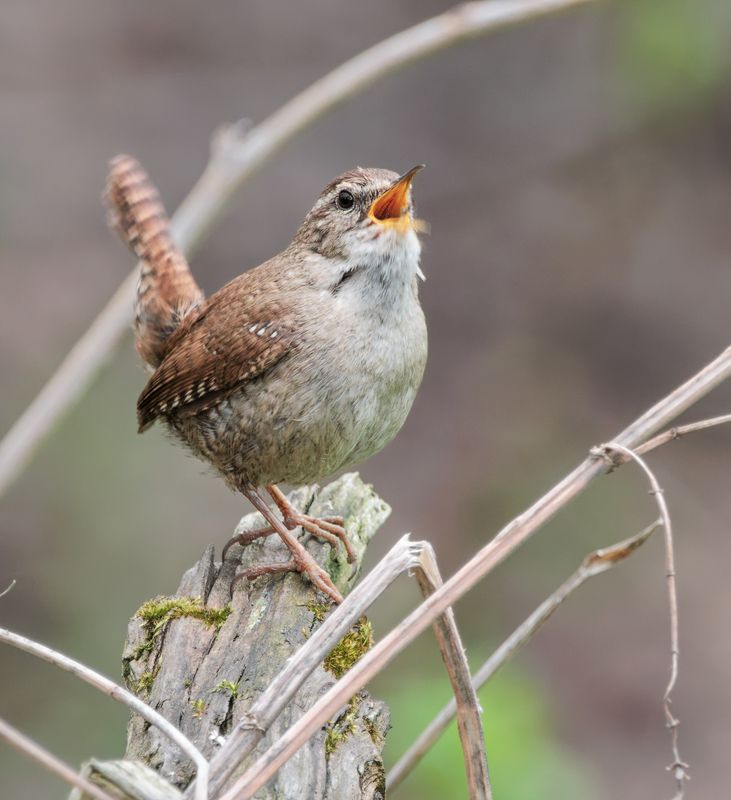 птицы, крапивник Соло фото превью