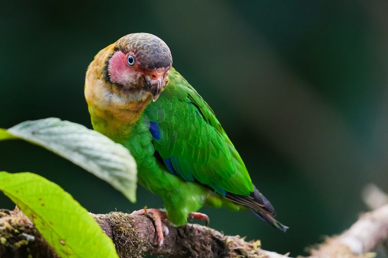 鹦鹉 фото превью