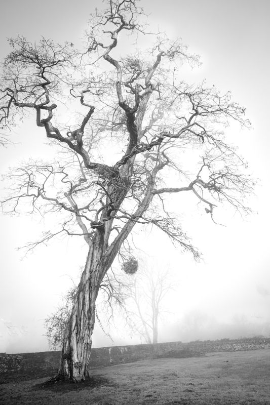 Кровеносная система фото превью