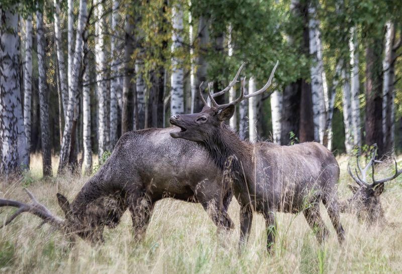 Благородные олени фото превью